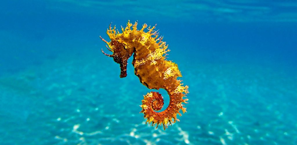 Seahorse