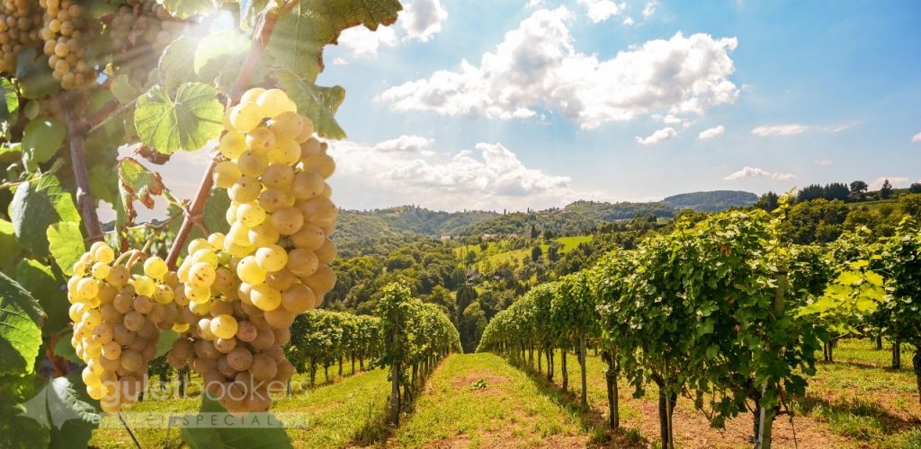 Vineyards with grapevine and winery